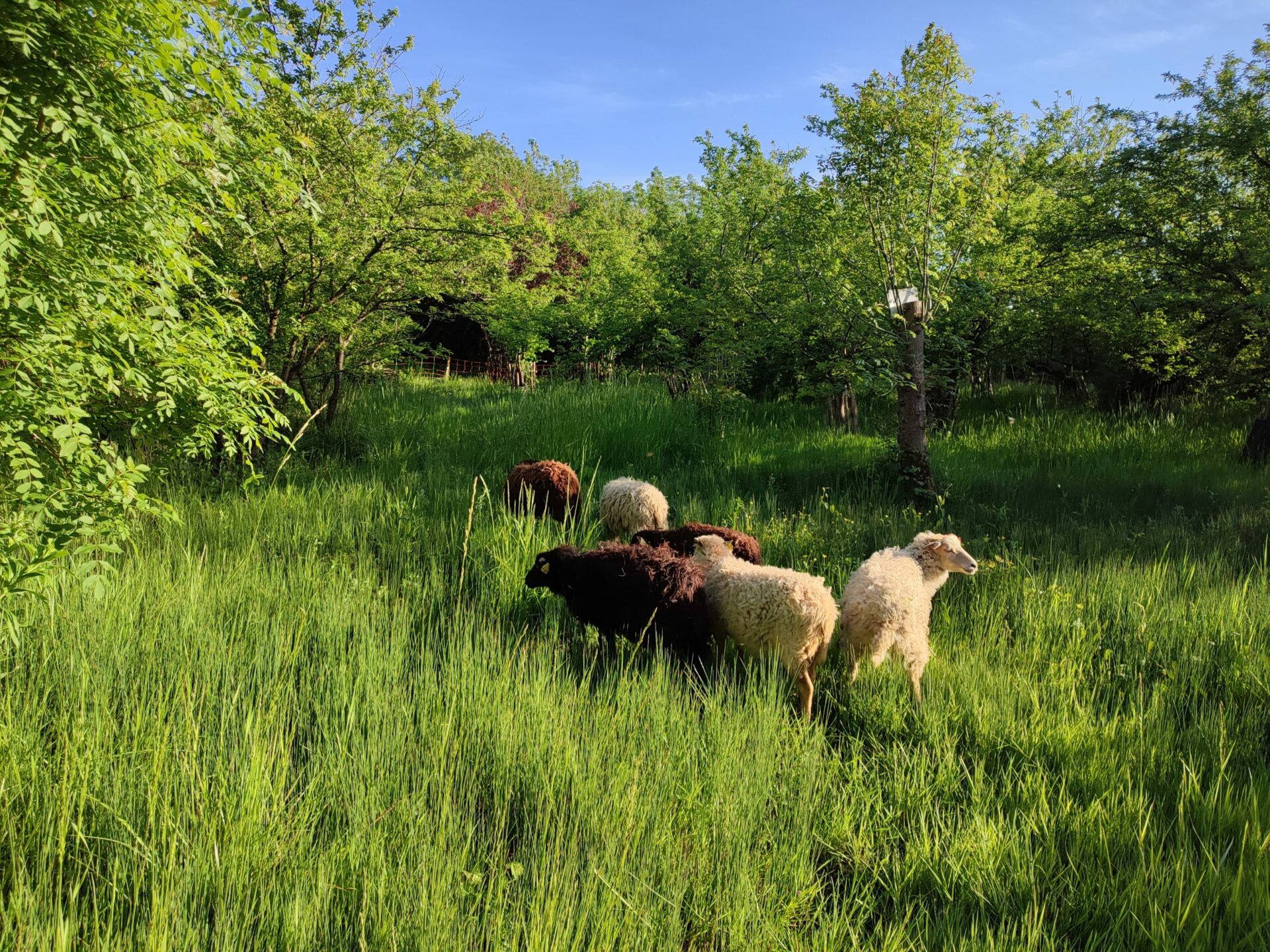 Photo moutons dans les hautes herbes