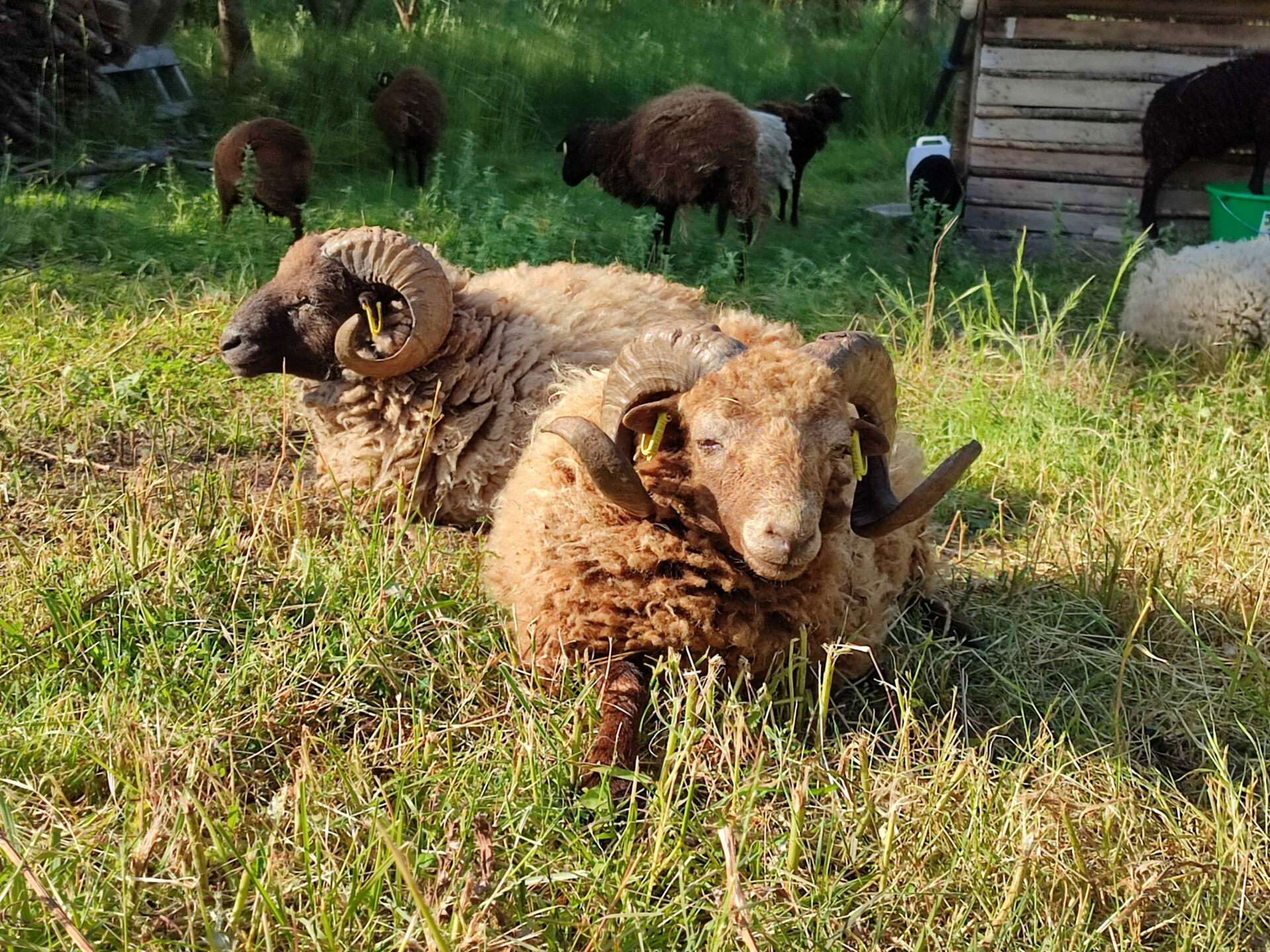 Photos de deux moutons ouessant