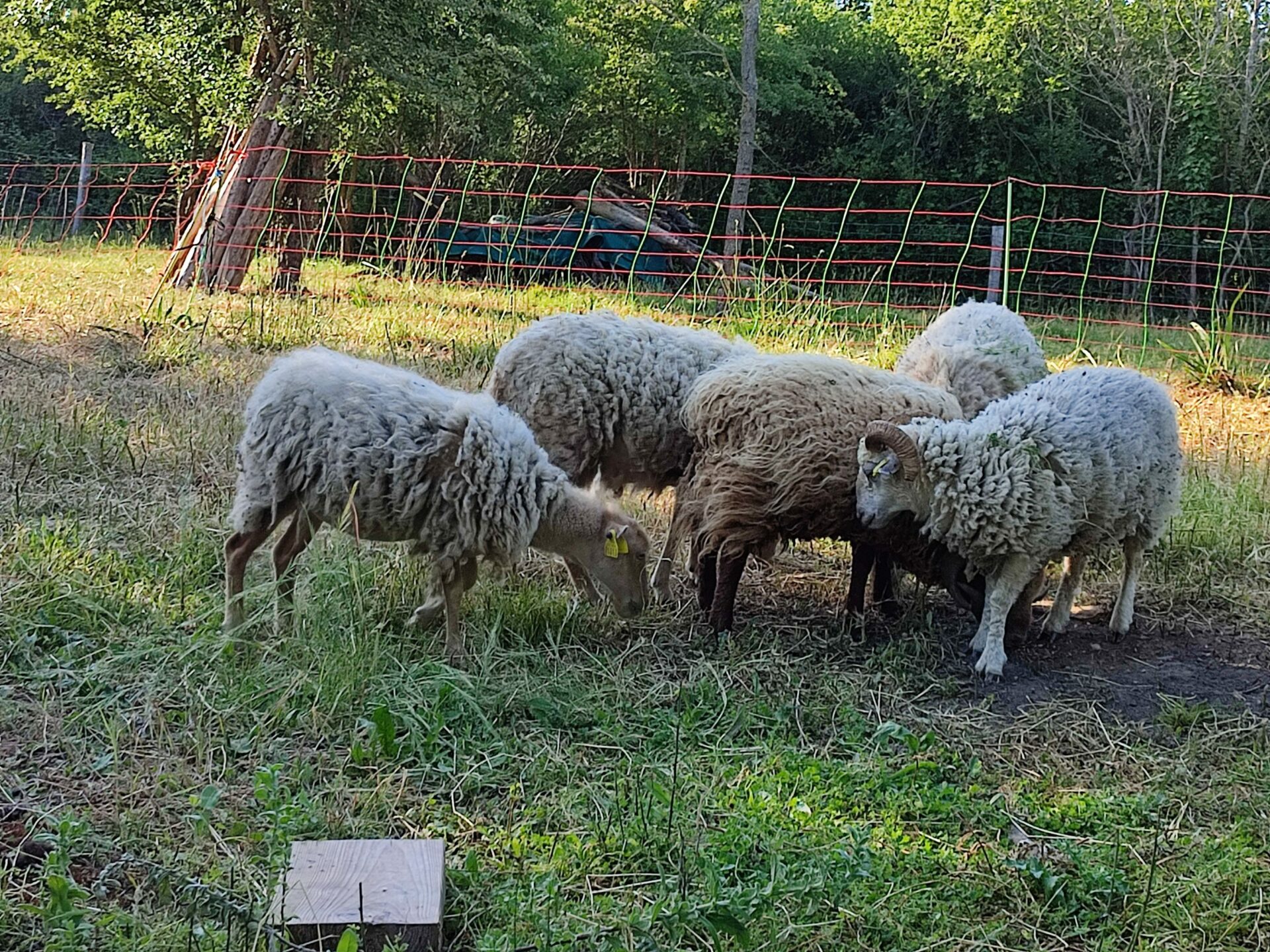 Photo troupeau de moutons