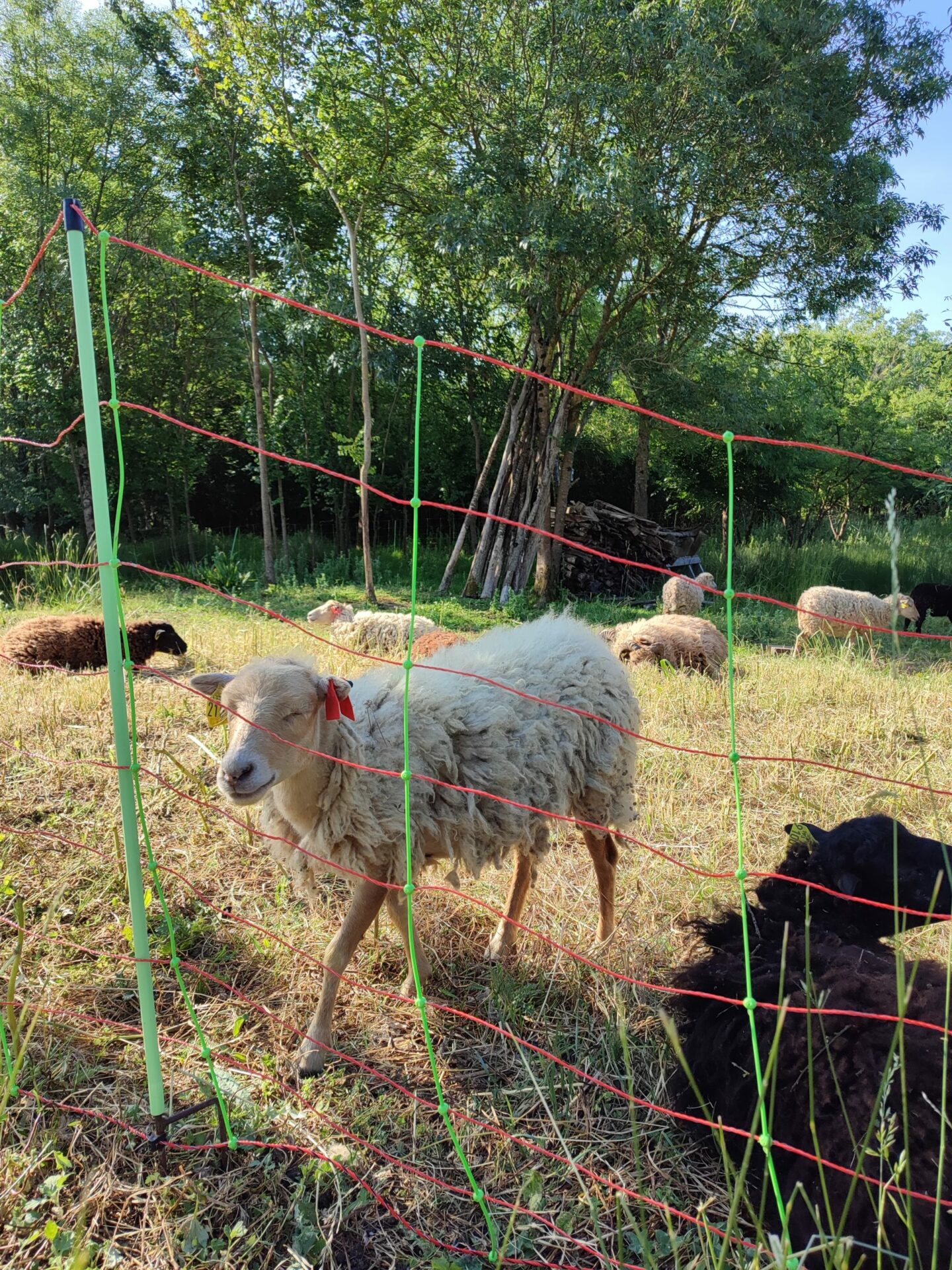 Photo mouton