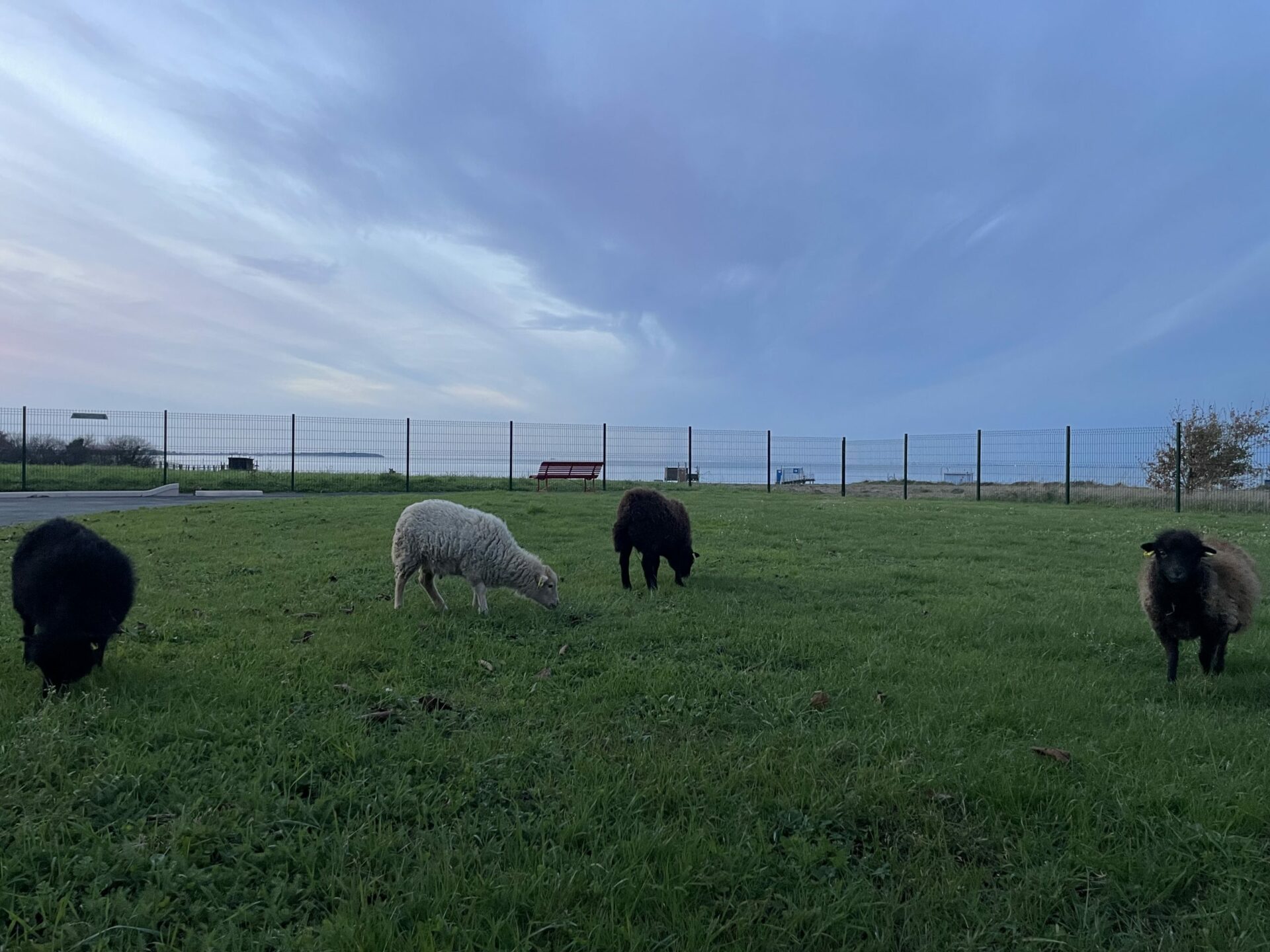 Photo de moutons dans un pré