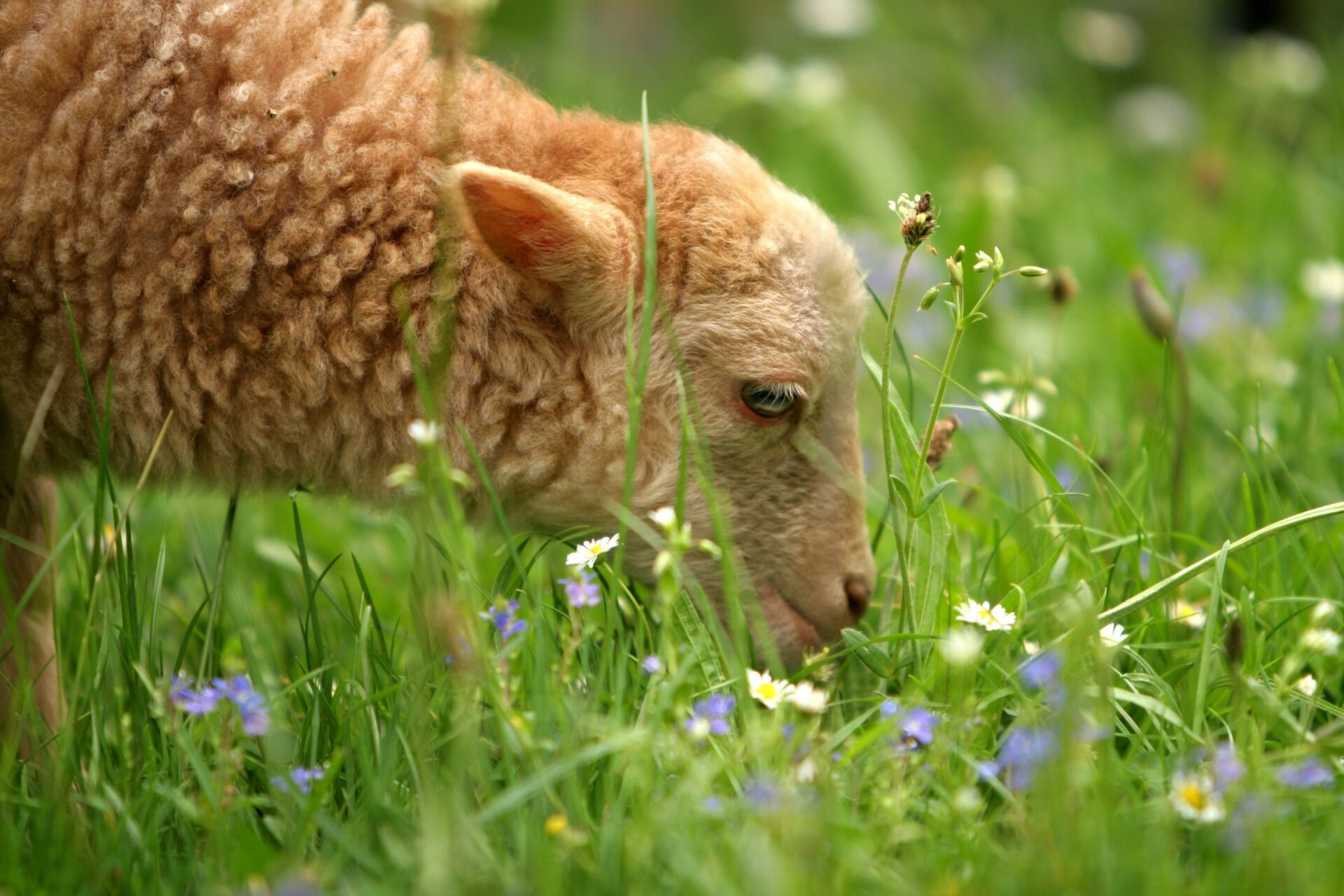 Photo mouton ouessant